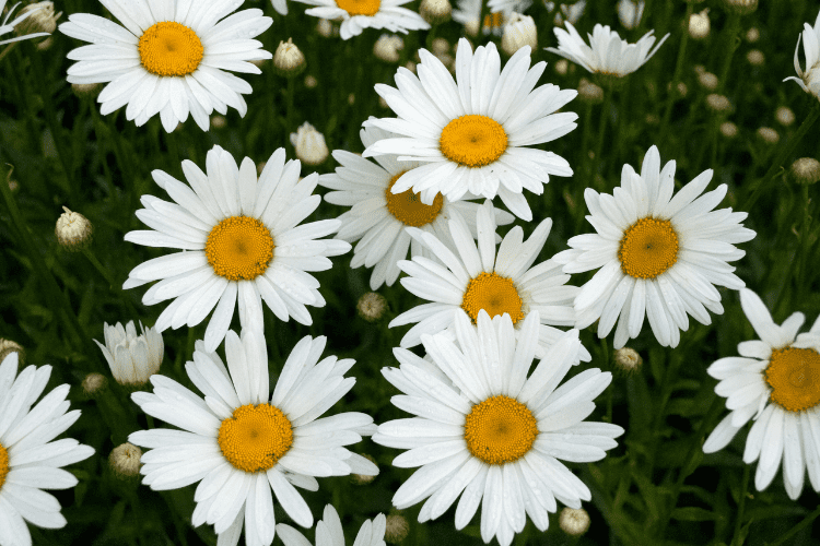 shasta daisies