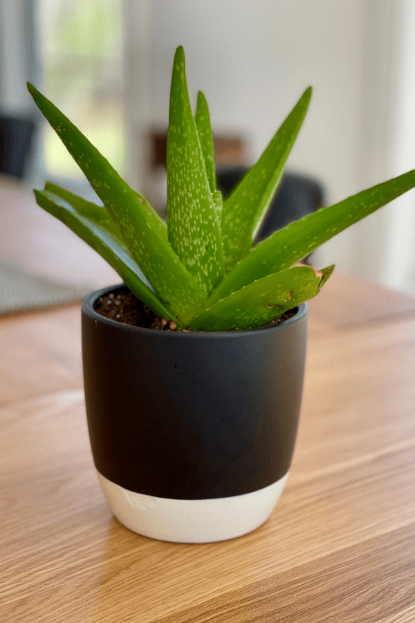 aloe plant