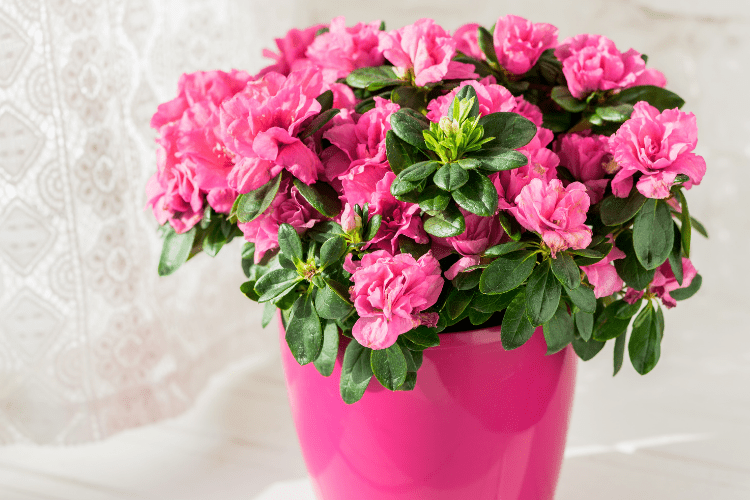 Azalea - a bathroom plant that absorbs moisture