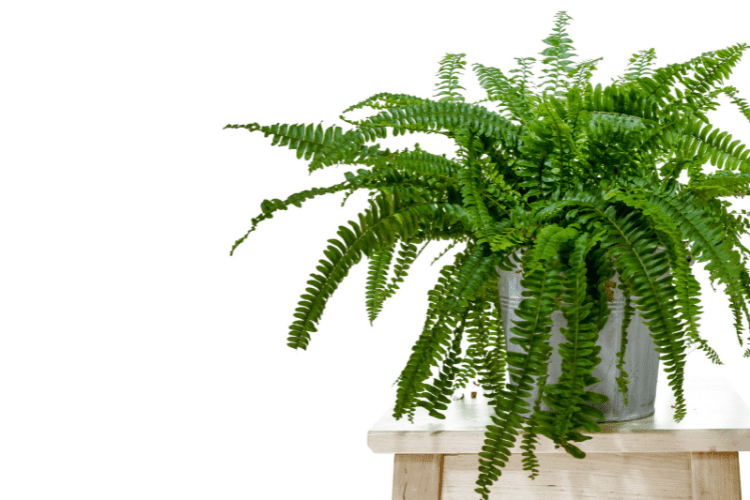 boston fern - plants that absorb humidity