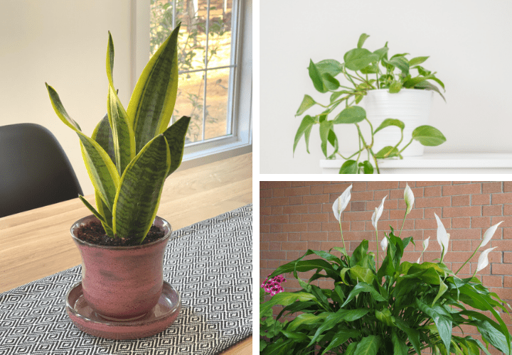 Collage of 3 plants that absorb moisture