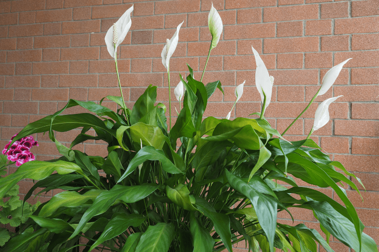 peace lily