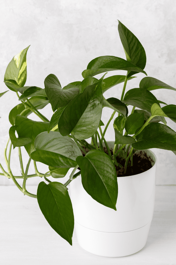 pothos plant