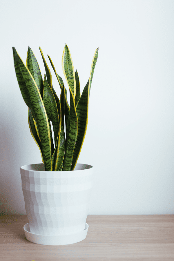 Snake plant in a pot