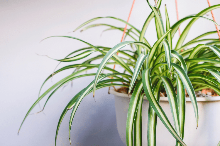 Spider plant in a pot