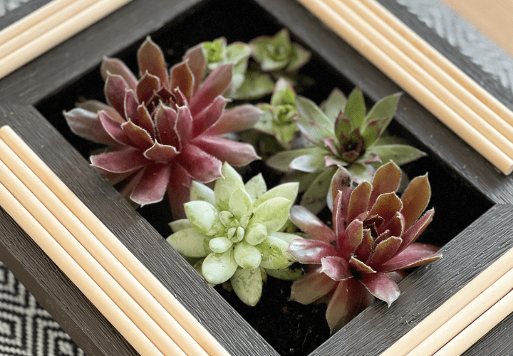 tabletop indoor succulent planter