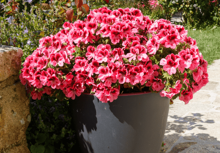 Large planter filled with plants