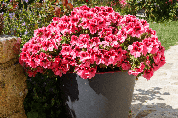 Large planter filled with plants