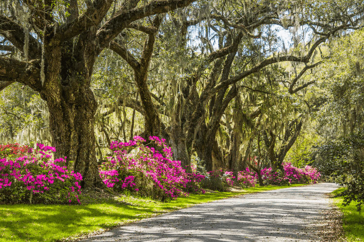 azalea row