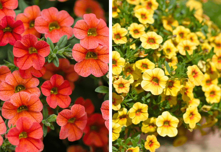 Photos of calibrachoa