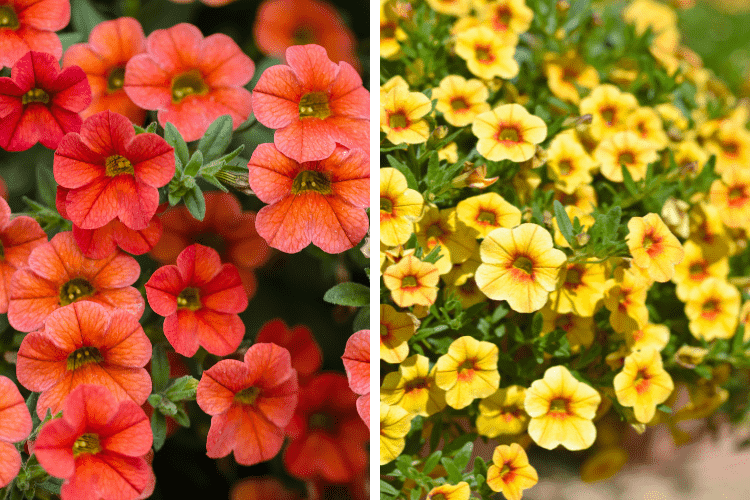 Photos of calibrachoa 