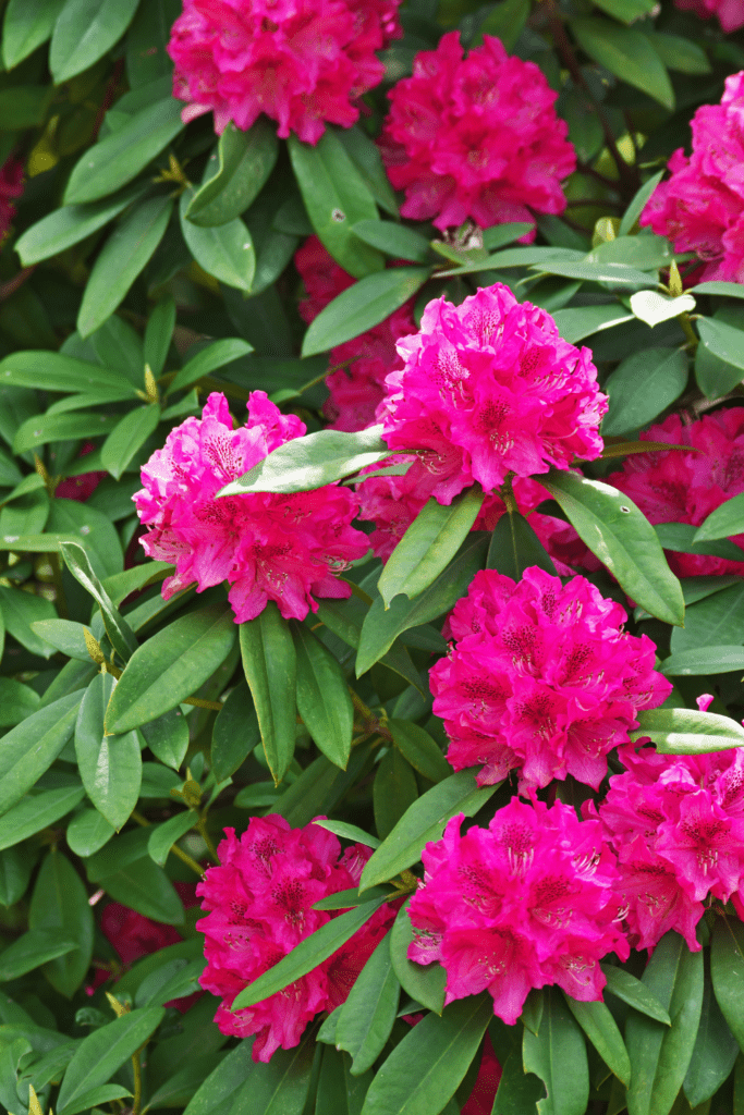 rhododendron plant