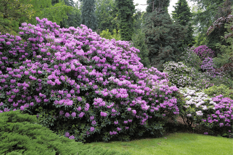 rhododendron plant