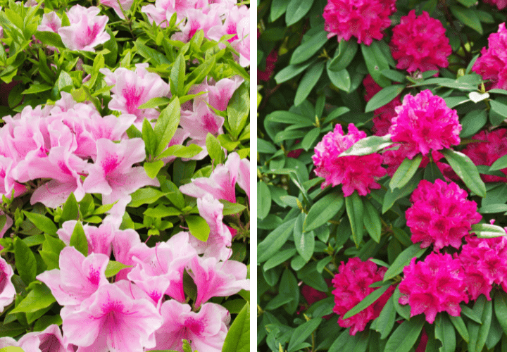 Photos of rhododendron and azalea