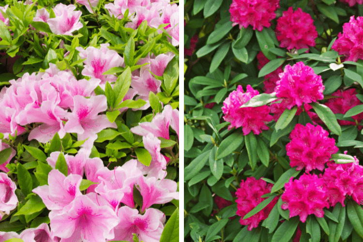 Photos of rhododendron and azalea