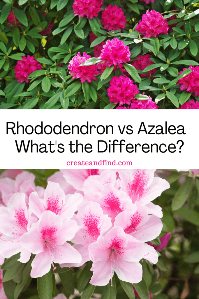 Image with text: Rhododendron vs Azalea - what\'s the difference?