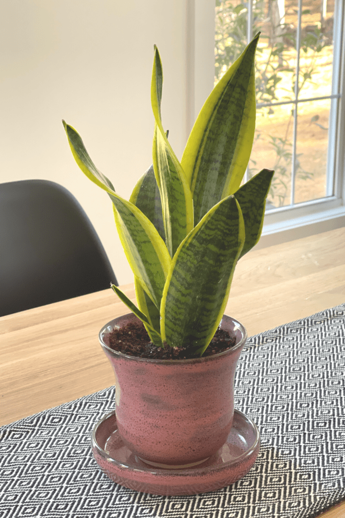 Snake plant ready for propagation