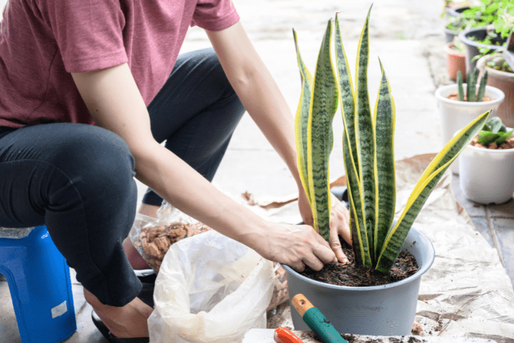 snake plant propagation in soil