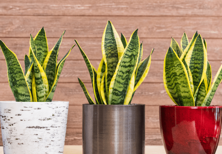 Snake Plant that was propagated