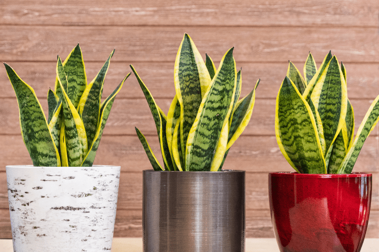 Snake Plant that was propagated