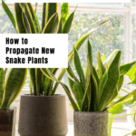 Image with text: How to propagate new snake plants
