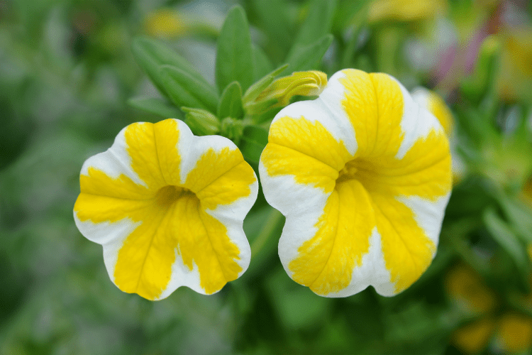 Close up of calibrachoa flowers