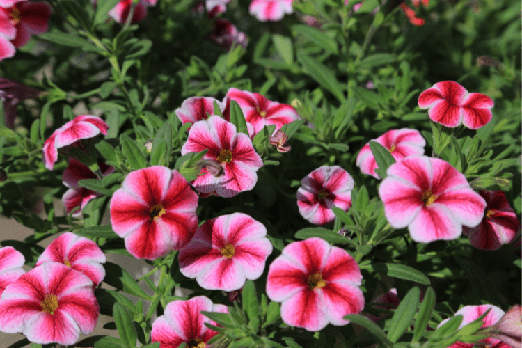 Red and white calibrachoa