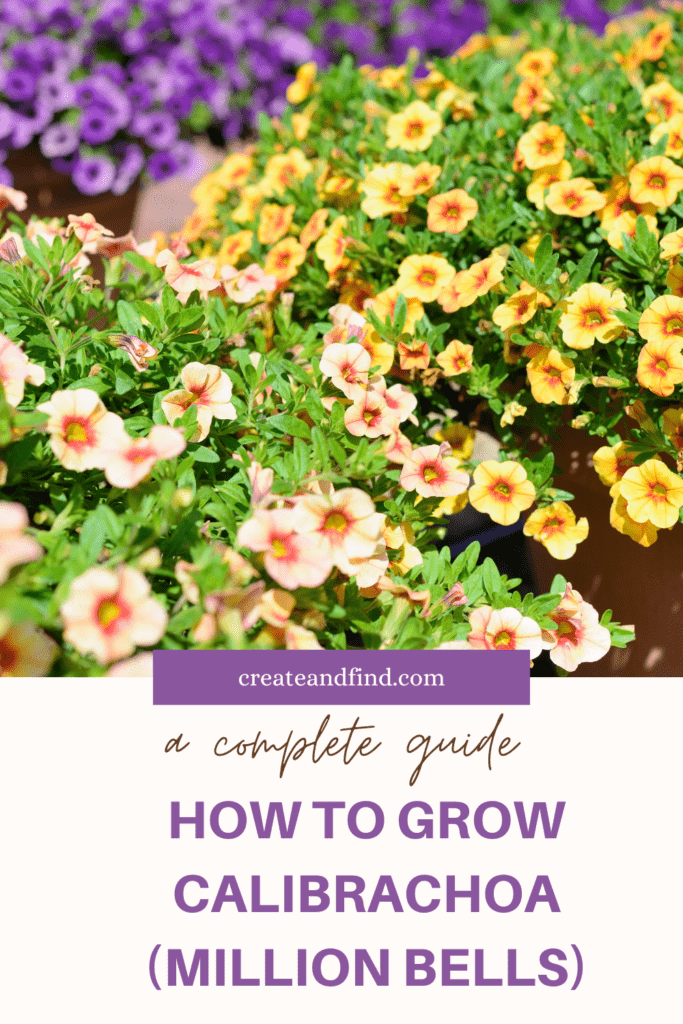 Image with text: Complete guide for how to grow calibrachoa