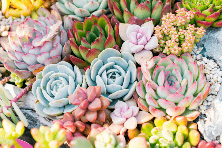 Variety of succulents