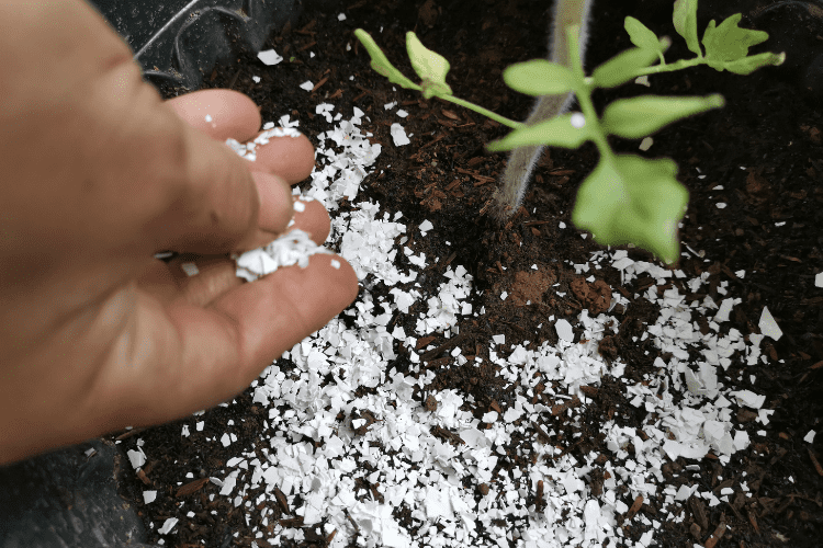 Sprinkling crushed egg shells on soil for plants