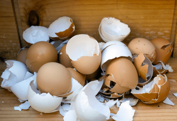 Eggshells that will be used for plants