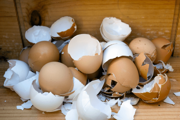 Eggshells that will be used for plants