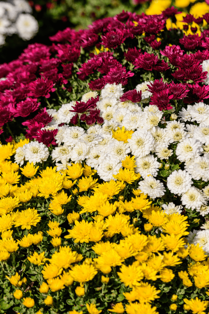 Different color mums blooming