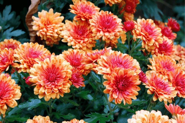 Fall mums blooming