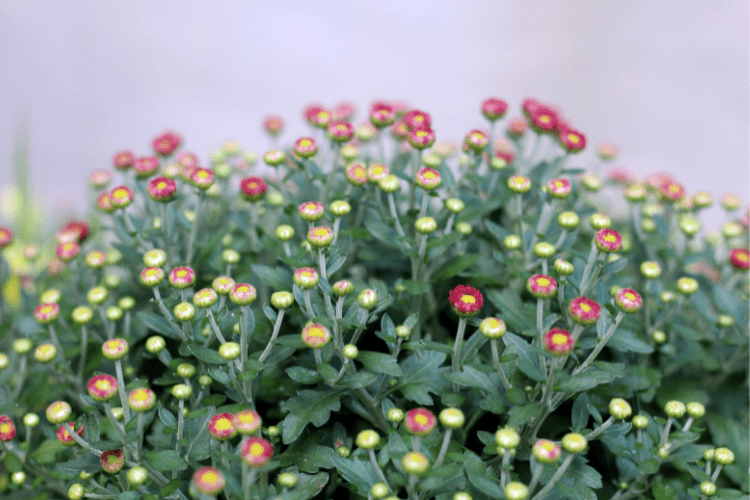 mums with unopened blooms