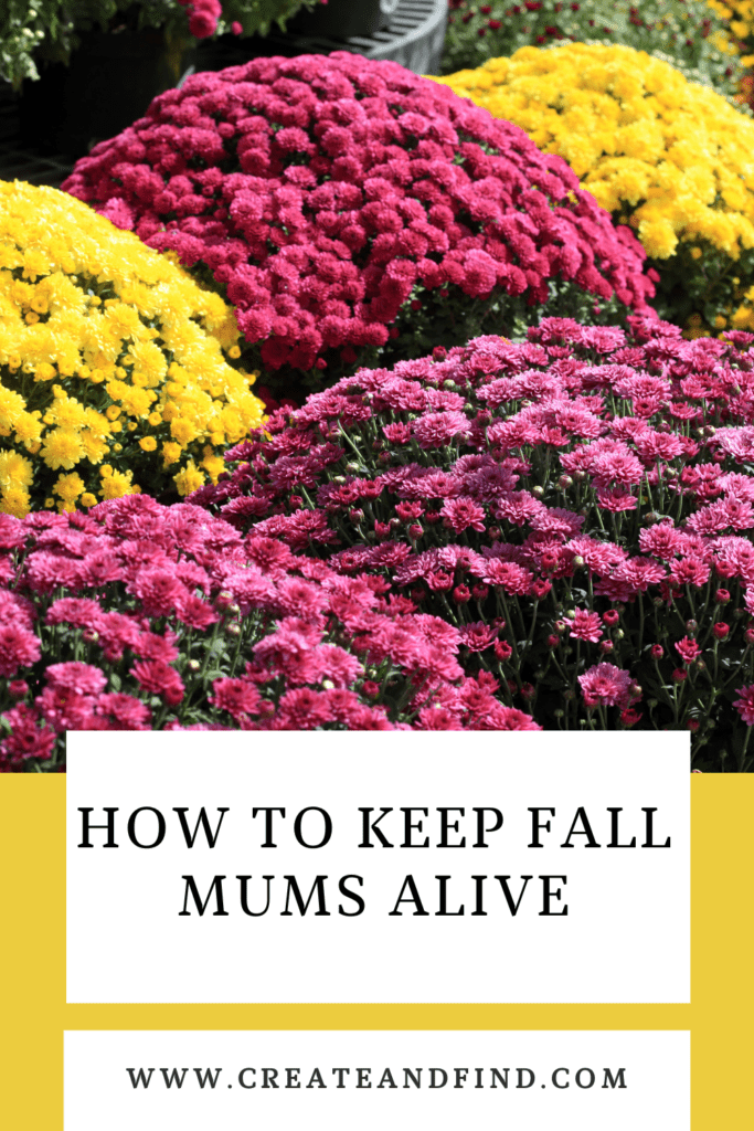 Image with text: How to keep fall mums alive