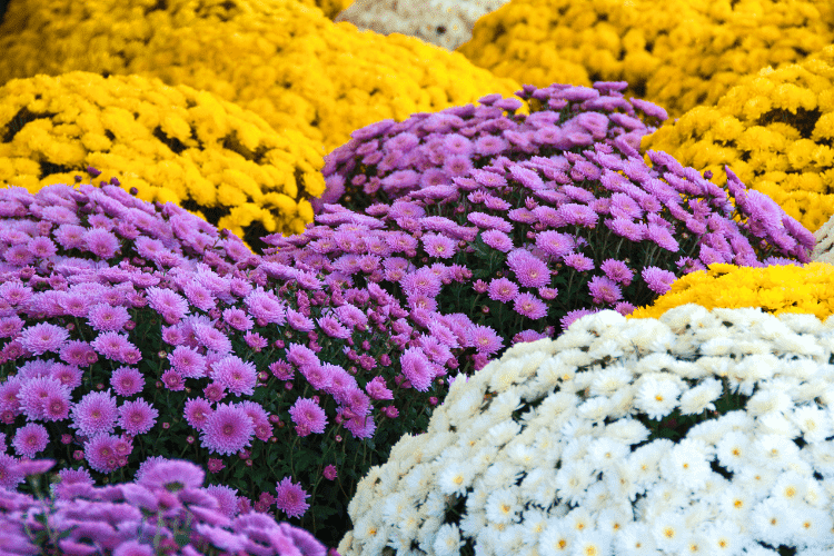 Fall mums blooming and thriving