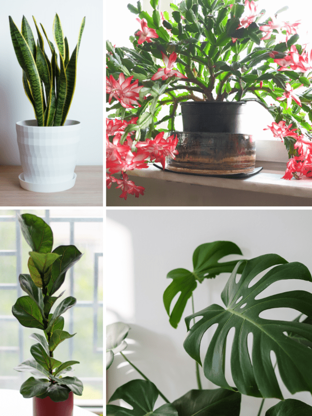 Houseplants that Can Take Cold Temperatures