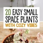 Pinterest graphics with text and a collage of indoor plants.