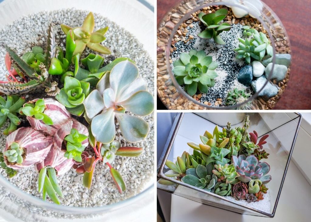 Collage of succulents in glass terrariums.