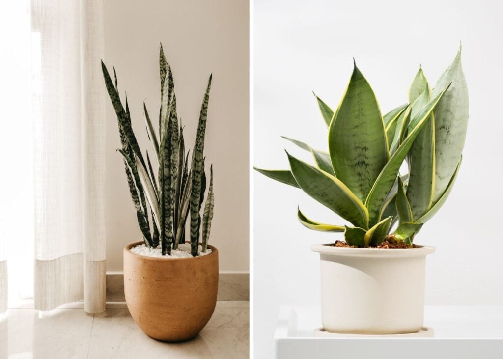 Collage of snack plants in minimalist pots indoors.