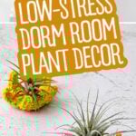 Pinterest graphics with text and a collage of indoor plants for small spaces.