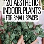 Pinterest graphics with text and a collage of indoor plants.