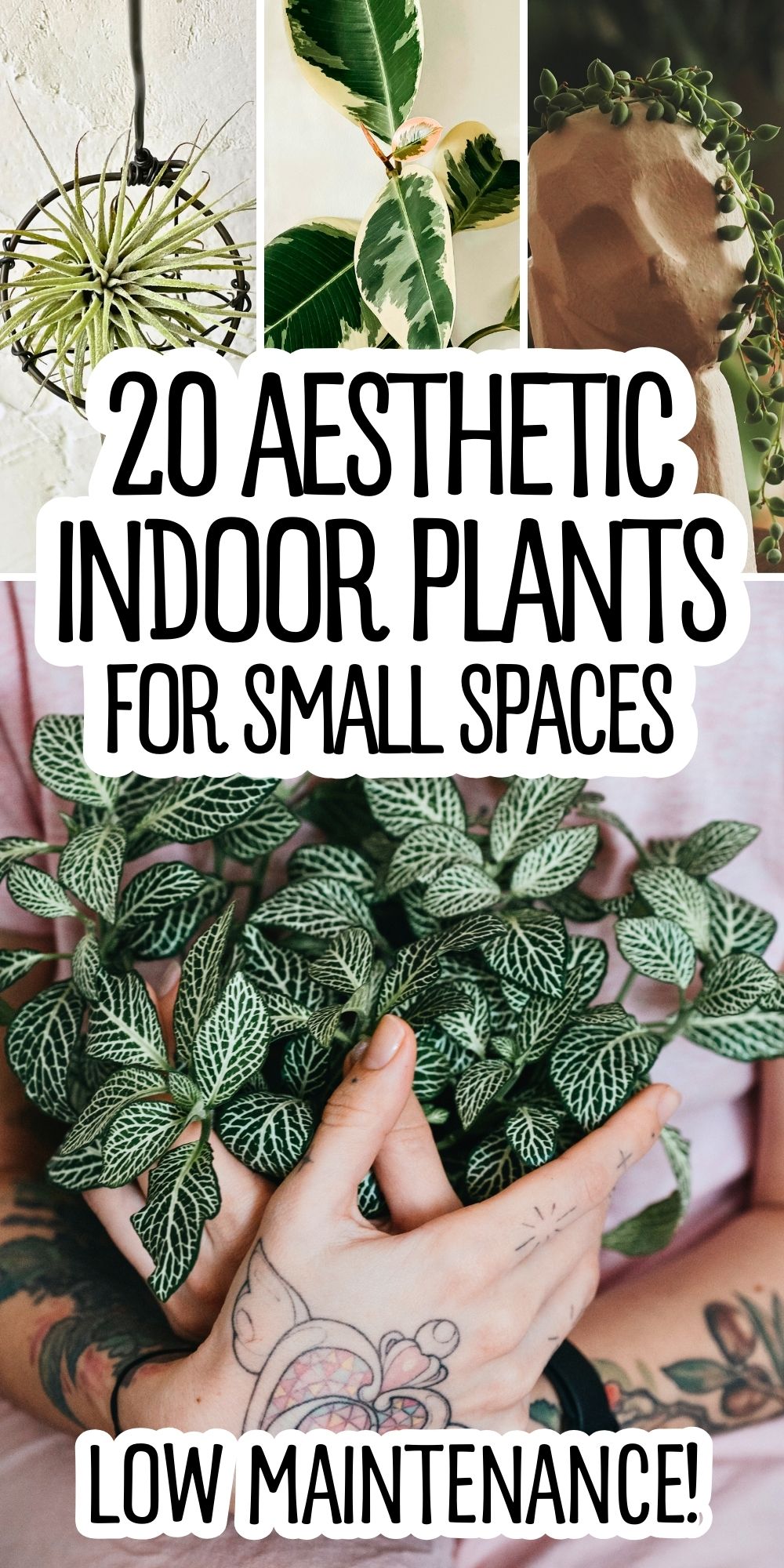 Picture Idea: Aesthetic Indoor Plants For Small Spaces