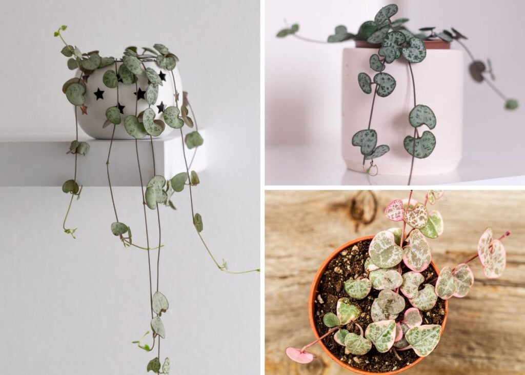 Collage of string or heart plants in simple planters on minimalist backgrounds.