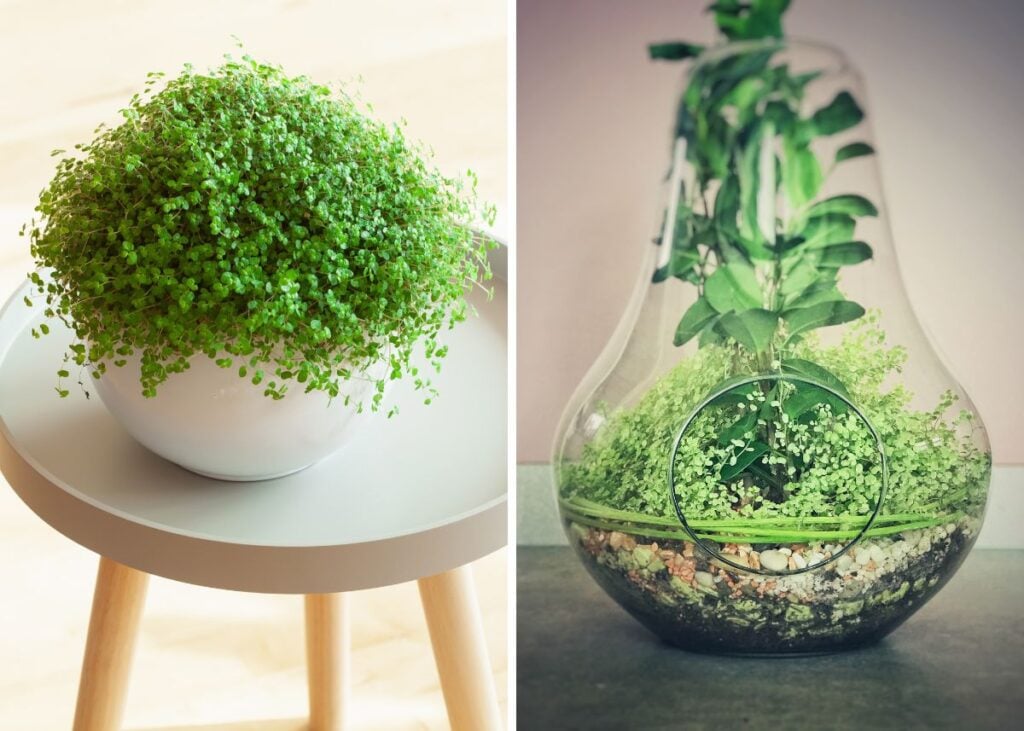 Collage of baby's tears plants in modern planters on minimalist backgrounds.