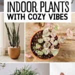 Pinterest graphics with text and a collage of indoor plants.