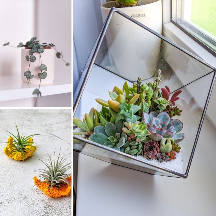 Collage of indoor plants for small spaces air plants, succulents, and a string of hearts plant.