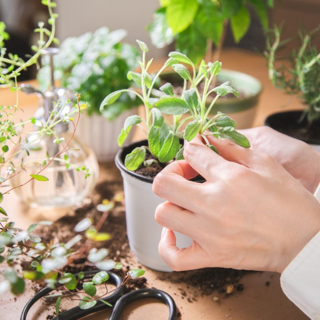 A woman plants herbs for a mini indoor herb garden on a desk,