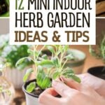 Pinterest graphic with text and a collage with herbs in small containers indoors.